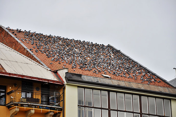 A2B Pest Control are able to install spikes to deter birds from roofs in Birmingham.