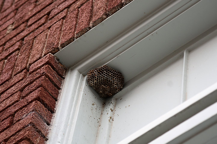 We provide a wasp nest removal service for domestic and commercial properties in Birmingham.